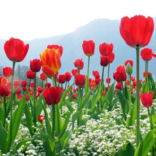 Flowers, Mountains, Tulips, White, Red