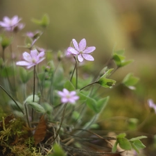purple, Liverworts, cluster, Flowers