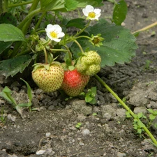 Flowers, bush, strawberries