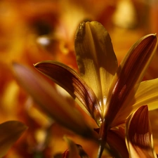 Flowers, lilies, Yellow
