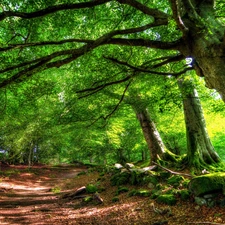 forest, Path, by