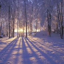 rays of the Sun, winter, forest