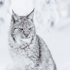 Snowy, Fur, winter, snow, Lynx