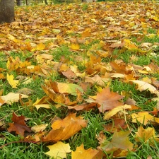 grass, Autumn, Leaf
