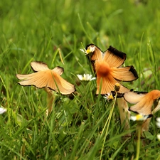mushroom, grass