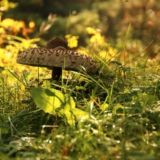Macrolepiota Procera, Mushrooms, grass, owl