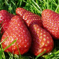 strawberries, grass