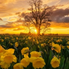 Jonquil, plantation, clouds, Great Sunsets, trees, Yellow