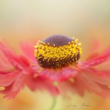 Red, Helenium, Close, Colourfull Flowers