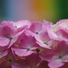 hydrangea, Flowers, Pink