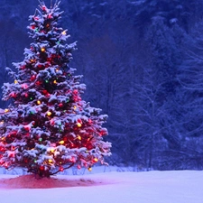 christmas tree, winter, illuminated