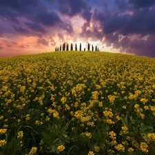 Field, Cloud, Colourfull Flowers, rape, Tuscany, Italy, trees, viewes, Great Sunsets