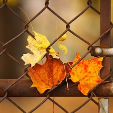 Leaf, fence, Autumn