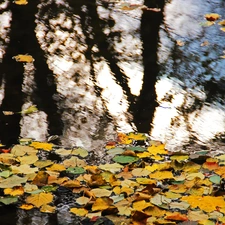 Leaf, autumn, reflection, Yellow, lake