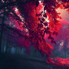 forest, Red, Leaf, Fog