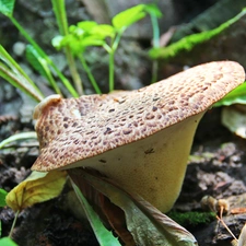 Leaf, Mushrooms, Hat
