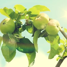 leaves, sun, branch, green ones, apples