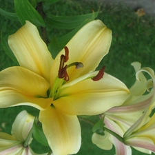 Light yellow, lilies