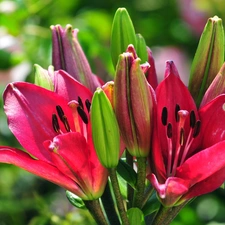 Buds, Colourfull Flowers, Lily