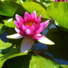 Pink, water-lily