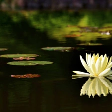 water, Pond - car, Lily