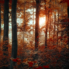flash, ligh, forest, sun, Przebijające, luminosity, autumn