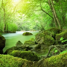 viewes, River, Moss, green, Stones, trees