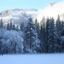 trees, snow, Mountains, Fog, viewes, Frost