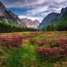 Slovenia, Julian Alps Mountains, Meadow, trees, Flowers, Triglav National Park, Krma Valley, viewes