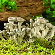 Family, mushrooms