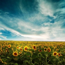 west, Field, Nice sunflowers, sun
