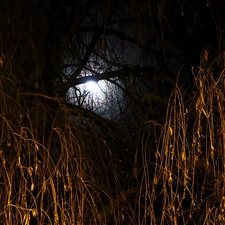 Night, moon, Willow