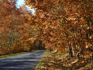 oak, Forest, ##, autumn, road