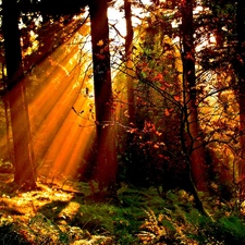 rays of the Sun, autumn, viewes, forest, trees