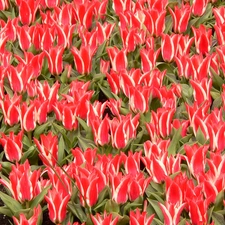 ornamental, tulips, red, white, plantation