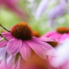 Colourfull Flowers, echinacea, Pink
