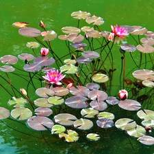 Pink, lilies, water
