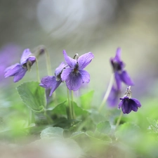 Flowers, Viola odorata, purple