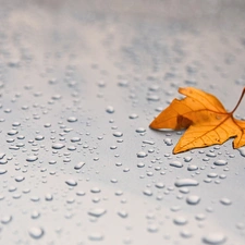 Autumn, drops, rain, leaf