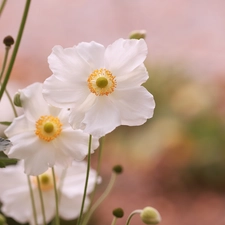 Anemones, White, Flowers, rapprochement