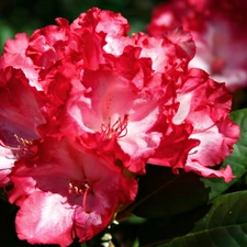 rhododendron, Colourfull Flowers, rapprochement, Red