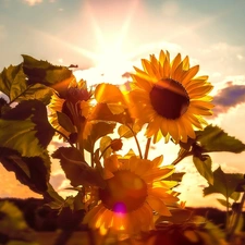 sun, Nice sunflowers, rays