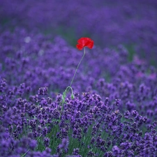 Field, Red, red weed, lavender