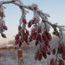 Red, Fruits, plant, twig, frozen