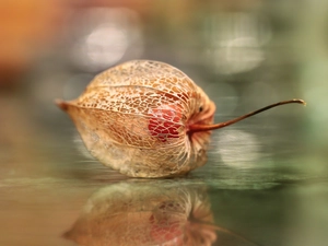physalis bloated, plant, reflection, dry