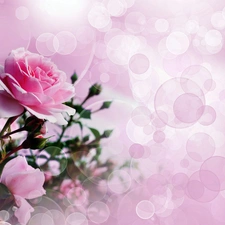 reflections, light, roses, bouquet, Pink