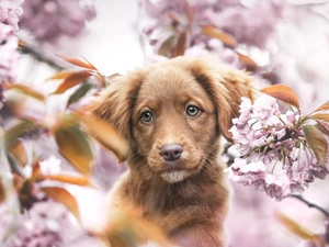 Retriever Nova Scotia, Brown, Fruit Tree, Puppy, dog, Flowers, blur