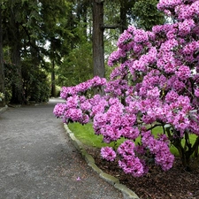 Park, Bush, rhododendron, alley