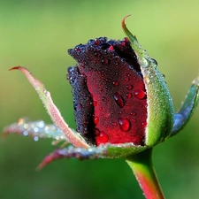 drops, red hot, rose