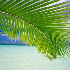 sea, leaf, Palms